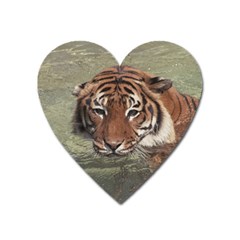 Swimming Tiger Heart Magnet