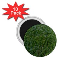 Green Carpet 1 75  Magnets (10 Pack)  by DimitriosArt