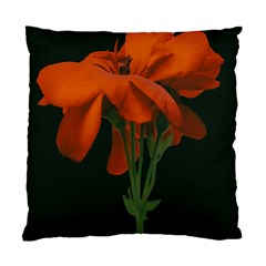 Red Geranium Over Black Background Standard Cushion Case (one Side) by dflcprintsclothing