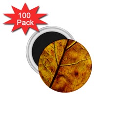 Leaf Leaf Veins Fall 1 75  Magnets (100 Pack)  by artworkshop