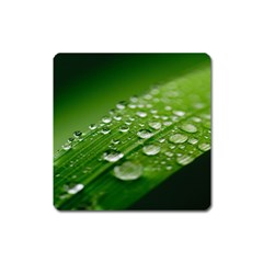 Green Water Leaf Square Magnet by artworkshop