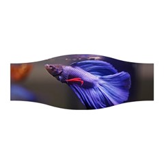 Betta Fish Photo And Wallpaper Cute Betta Fish Pictures Stretchable Headband