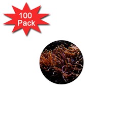 Sea Anemone Coral Underwater Ocean Sea Water 1  Mini Magnets (100 Pack)  by Wegoenart