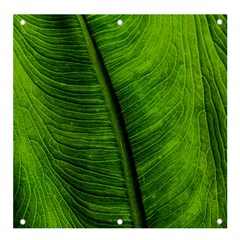 Green-leaf-plant-freshness-color Banner And Sign 4  X 4  by Bedest