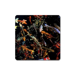 Shoal Of Koi Fish Water Underwater Square Magnet