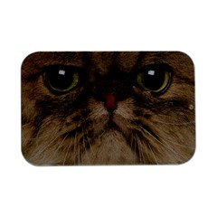 Cute Persian Catface In Closeup Open Lid Metal Box (silver)   by Amaryn4rt