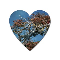 Botanical Wonders Of Argentina  Heart Magnet by dflcprintsclothing