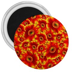 Gerbera Flowers Blossom Bloom 3  Magnets by Amaryn4rt