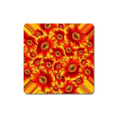 Gerbera Flowers Blossom Bloom Square Magnet by Amaryn4rt