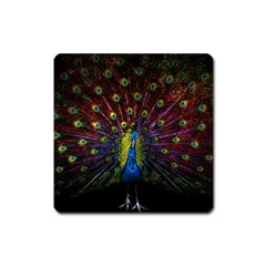 Beautiful Peacock Feather Square Magnet by Ket1n9