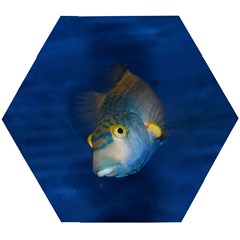 Fish Blue Animal Water Nature Wooden Puzzle Hexagon by Hannah976