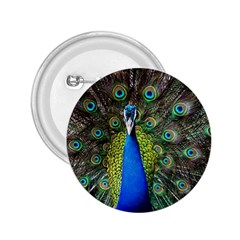 Peacock Bird Feathers Pheasant Nature Animal Texture Pattern 2 25  Buttons