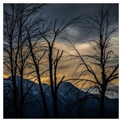 Tree Silhouette At Border Of Nahuel Haupi Lake, Rio Negro, Argentina Lightweight Scarf 