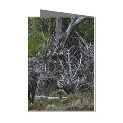Meadow Landscape, Los Altares, Chubut Province, Argentina Mini Greeting Cards (pkg Of 8)
