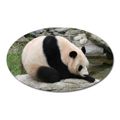 Giant Panda Magnet (oval)