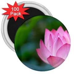 Red Pink Flower 3  Magnet (100 Pack)