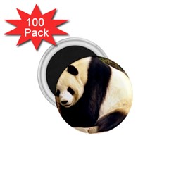 Giant Panda National Zoo 1 75  Magnet (100 Pack) 