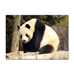 Giant Panda National Zoo Sticker A4 (10 Pack) by rainbowberry