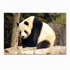 Giant Panda National Zoo Postcard 4 x 6  (pkg Of 10) by rainbowberry